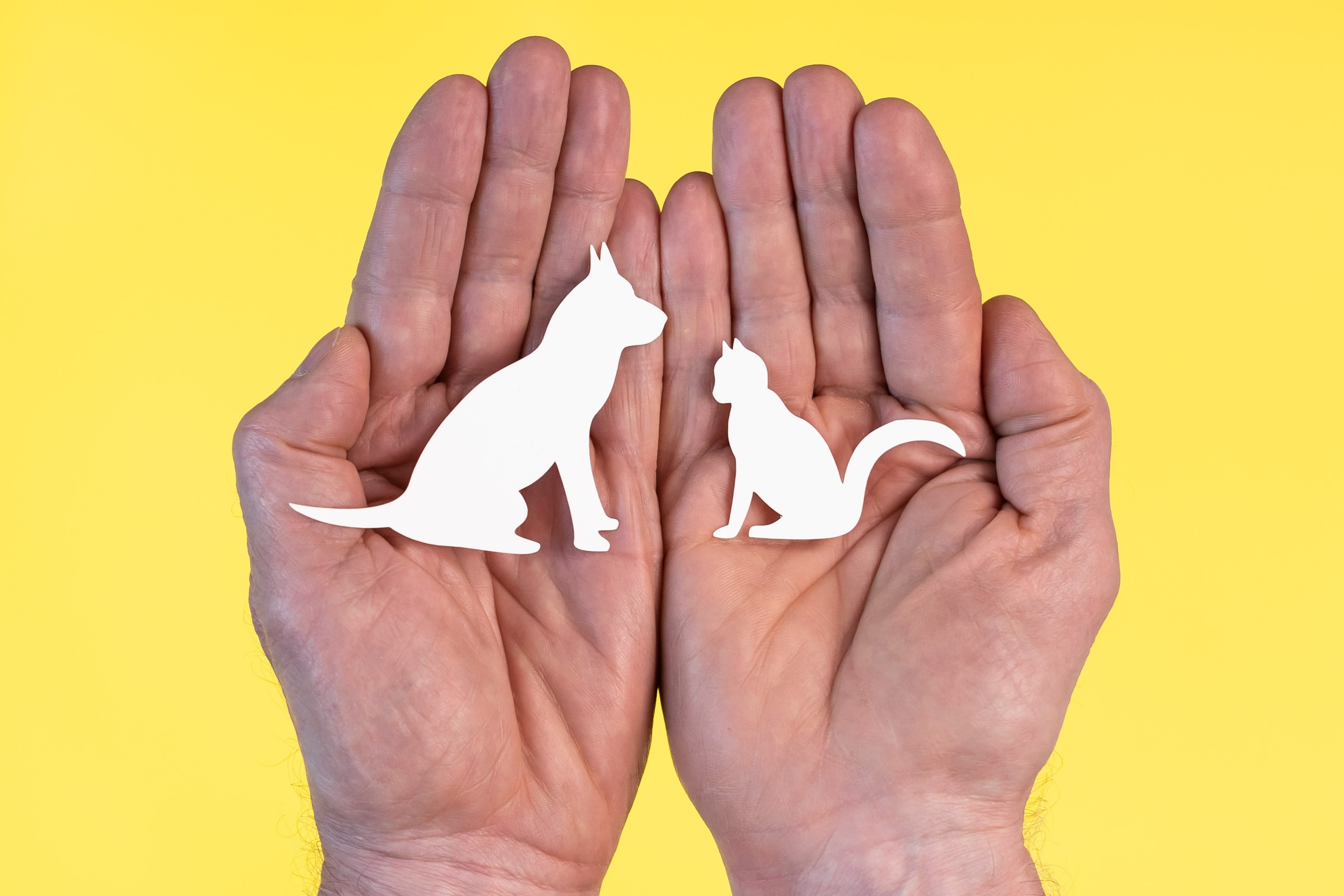 cupped hands holding dog and cat cards